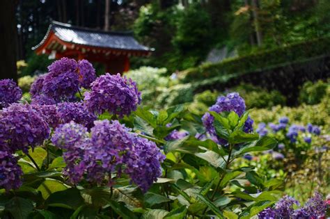 京都の紫陽花と半夏生 祇園白川建仁寺霊源院両足院東福寺光明院勝林寺智積院藤森神社三室戸寺 3ページ目 Togetter