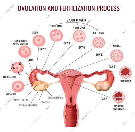 Female Reproductive System Ovulation And Fertilization Process Stages