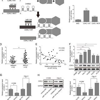 MiR 144 5p Reverses NSCLC Cells Proliferation Induced By CircRACGAP1 A