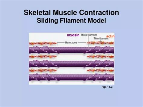 Ppt Skeletal Muscle Contraction Sliding Filament Model Powerpoint