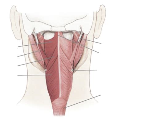 Pharyngeal constrictors Diagram | Quizlet