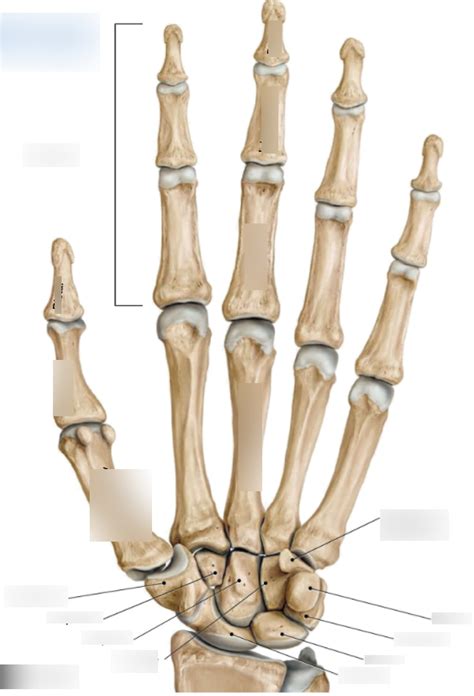 Carpals Metacarpals And Phalanges Diagram Quizlet