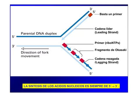 Pcr Y Electroforesis Biociencias 2010 Pdf Ppt Descarga Gratuita