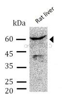 Anti Ppar Gamma Antibody Arg Arigo Biolaboratories