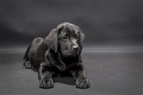 English Labrador Puppy Gallery — Smoky Mountain Labradors