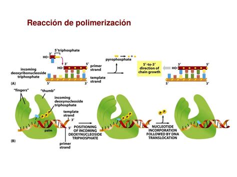 PPT Replicación del DNA PowerPoint Presentation free download ID