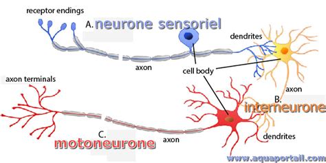 Motoneurone D Finition Et Explications
