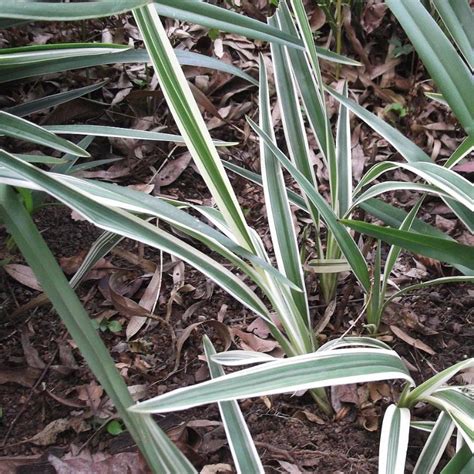 Variegated Flax Lily Dianella Tasmanica Variegata Gobuyplants