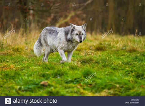 Wolf Pack With Alpha Male High Resolution Stock Photography and Images ...