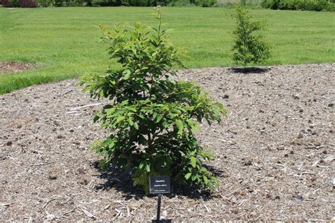 The Sassafras Tree A Preppers Favorite