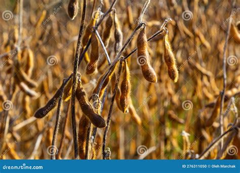 Soybeans Pod Macro Harvest Of Soy Beans Agriculture Legumes Plant