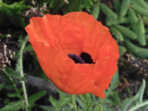 Cat Patches: A Red Poppy for Memorial Day