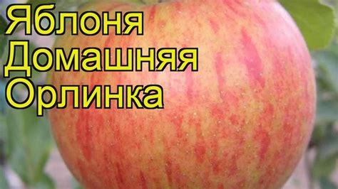Яблоня домашняя Орлинка. Краткий обзор, описание характеристик malus ...