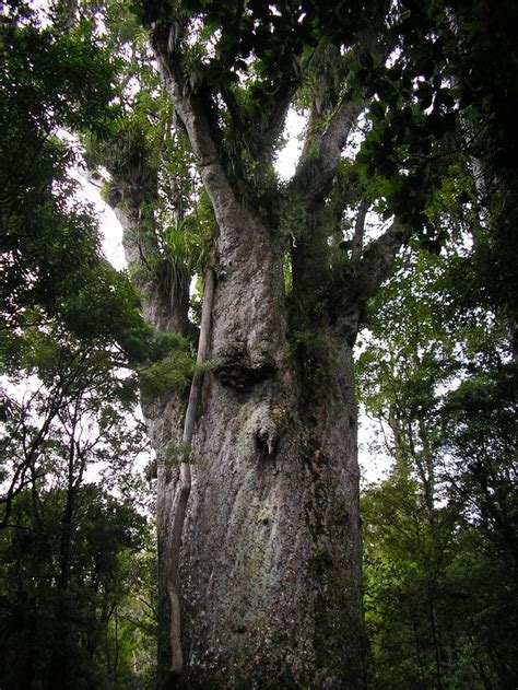 Te Matua Ngahere Is A Giant Kauri Coniferous Tree In The Waipoua Forest