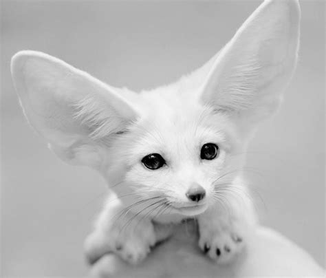 Leucistic Fennec Fox Dark Eyes Cute Animal Pictures Pet Fox Fox