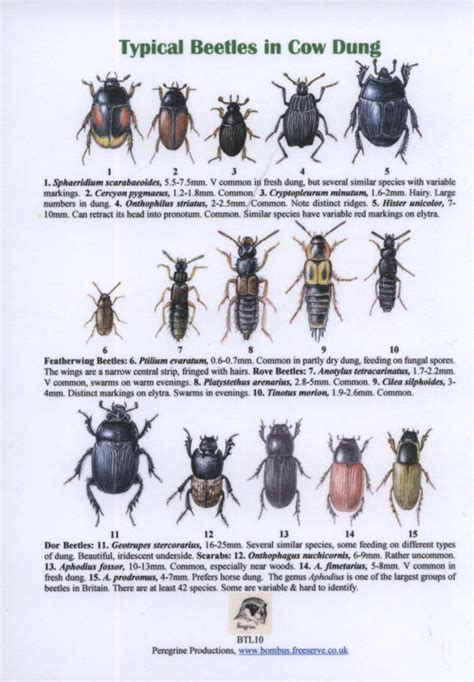 Identifying Insects