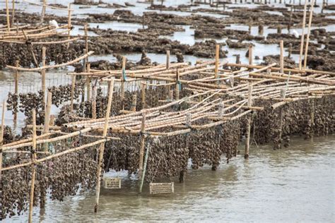 Oyster farming. stock photo. Image of growing, food, salt - 25717428