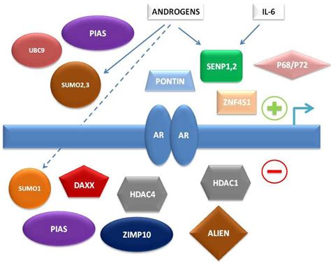 The Role Of The Small Ubiquitin Related Modifier SUMO Pathway In