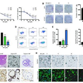 MA Inhibits The Proliferation Of Lung Cancer Cells And Organoids A