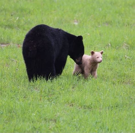 Scientists Curious About Rare Off White Whistler Bear Cub Cbc News