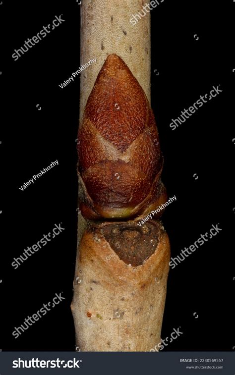 Dwarf Cherry Prunus Cerasus Lateral Bud Stock Photo 2230569557