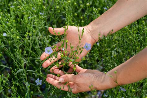 Female Hands Hold Flax Plants With Flowers Against The Background Of A