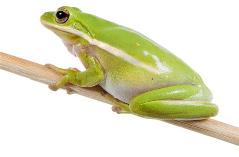 American Green Tree Frog - Care Guide & Info - Petsoid