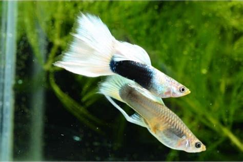 40 Types Of Guppies Different Colors Tails Variants