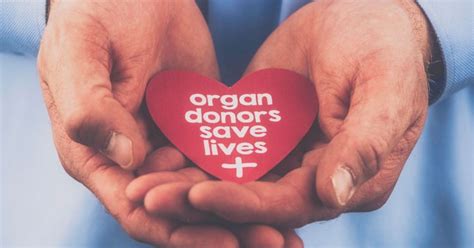 How Does Organ Donation Work Read Point By Point