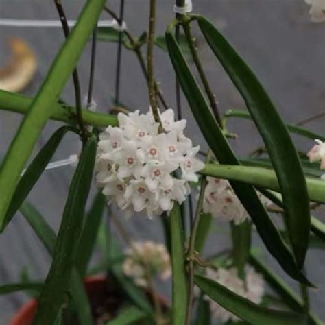 Rare Hoya Serpens Silver For Sale Happyforeststore