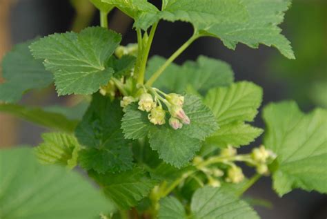 Ben Lomond Blackcurrant Bush Ribes Nigrum