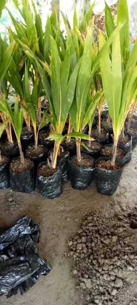 Year Full Sun Exposure Green Coconut Plant For Garden At