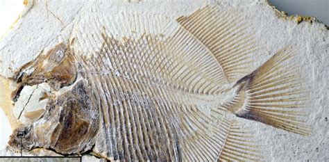 Fossil of piranha-like fish discovered in southern Germany