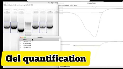 How To Quantify Gel Bands In ImageJ Common Quantification Mistake