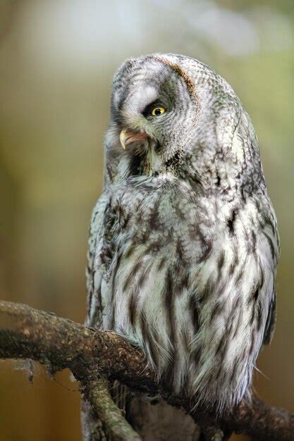 Premium Photo Nighttime Predators Owls Hunting Under The Moon Silent