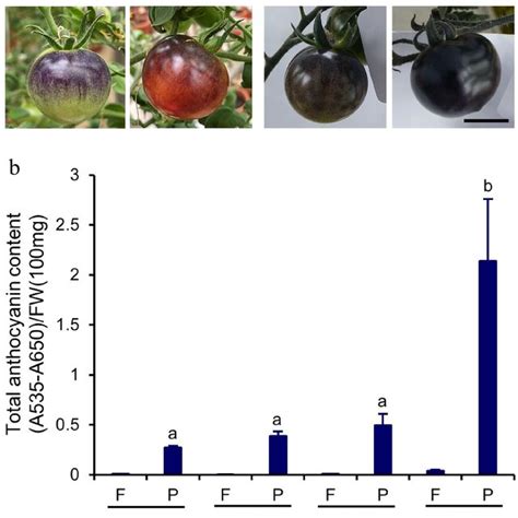 Total Anthocyanin Content In Indigo Rose Fruits Grown In Gh And Gc A