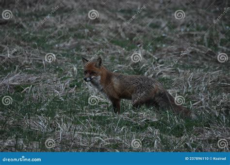 The Red Fox Was Hunting in the Morning in the Meadow. Stock Photo ...