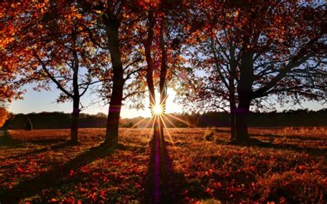 Red Yellow Autumn Trees Branches Sunlight Blue Sky Background 4k Hd