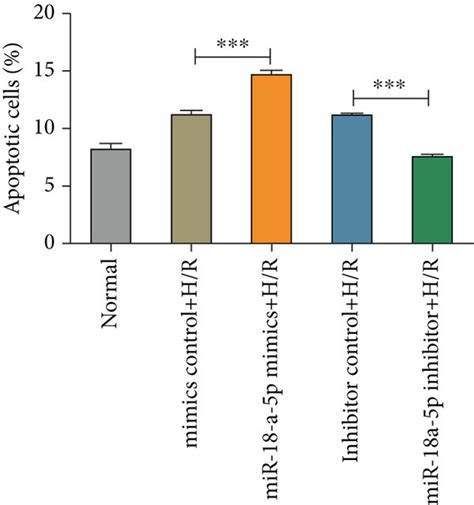 Effect Of Hypoxia Reoxygenation And Rno Mir 18a 5p On Cell