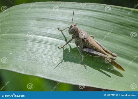 Green And Brown Grasshopper