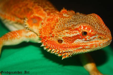 Bearded Dragon - Sandfire 2 by GrudgecatcherArt on DeviantArt