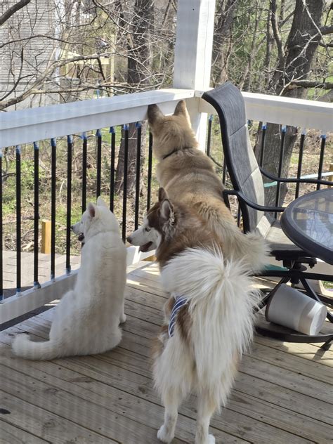 Nosey Neighbors 😆 : r/husky