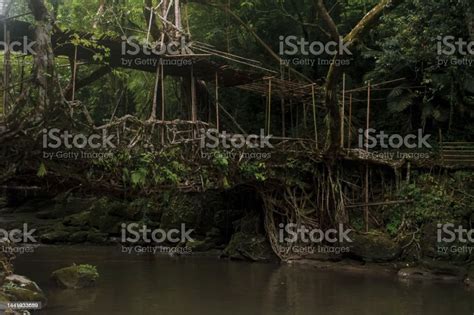 Living Root Bridge From Shillong Meghalaya India Stock Photo - Download ...