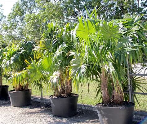 florida-thatch-palm-tree-thrinax-radiata-650x550m | Florida Palm Trees