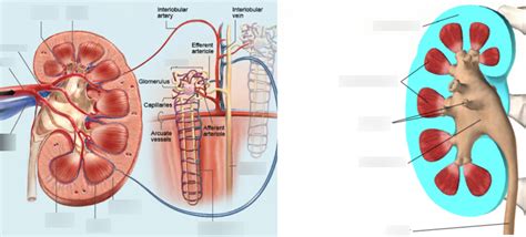 Excretory system: Kidneys Diagram | Quizlet