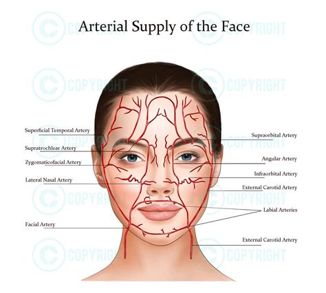 Facial Arteries And Blood Vessels Anatomy Poster Digital Download