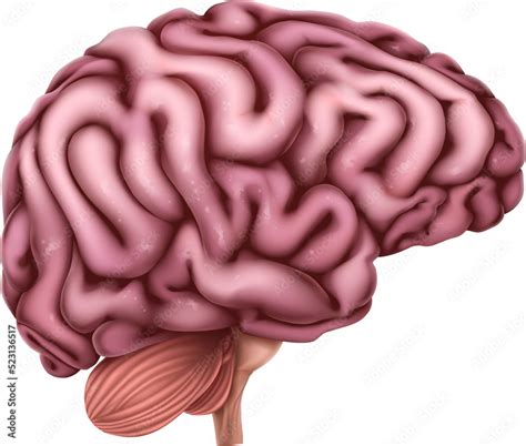 Human brain internal organ. Educational anatomy medical illustration ...