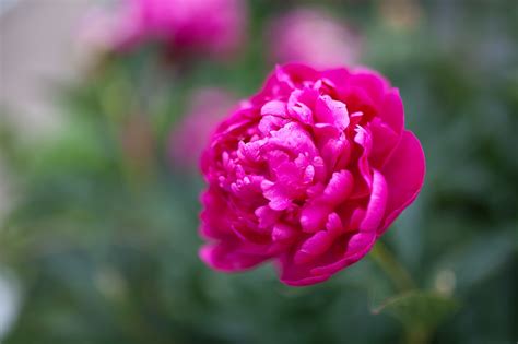 Pion Bloem Roze Gratis Foto Op Pixabay Pixabay