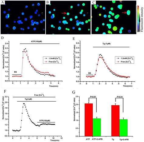 Extracellular Atp Induced A Ca 2 I Transient Elevation In