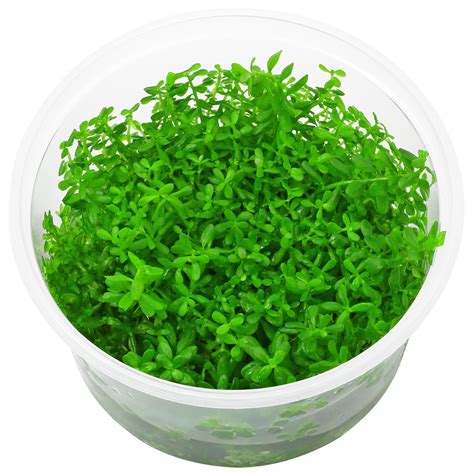 Rotala Rotundifolia Laos In Vitro Xl Aquasabi Aquascaping Shop